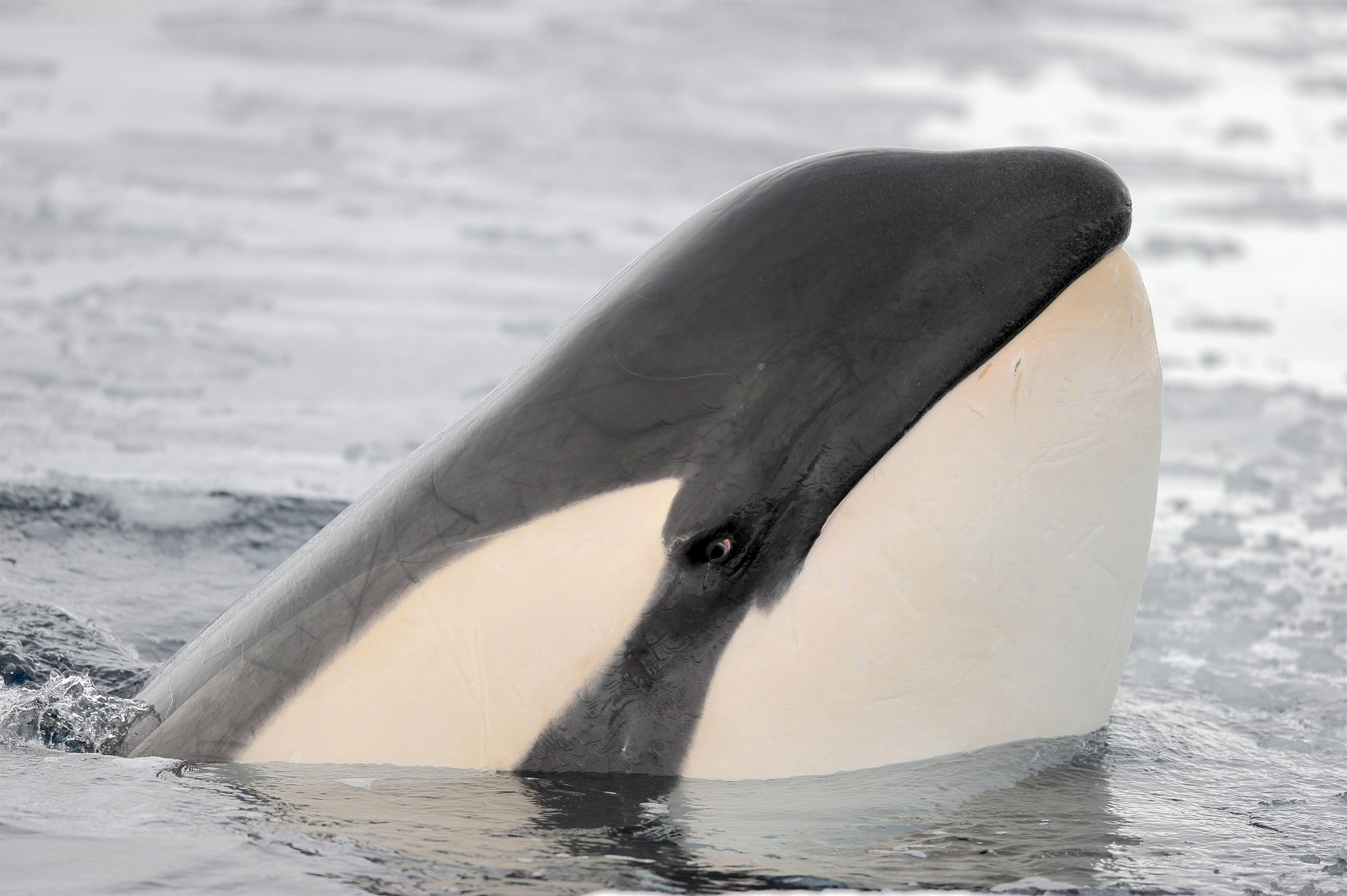 An orca whale peeking its head out of water.