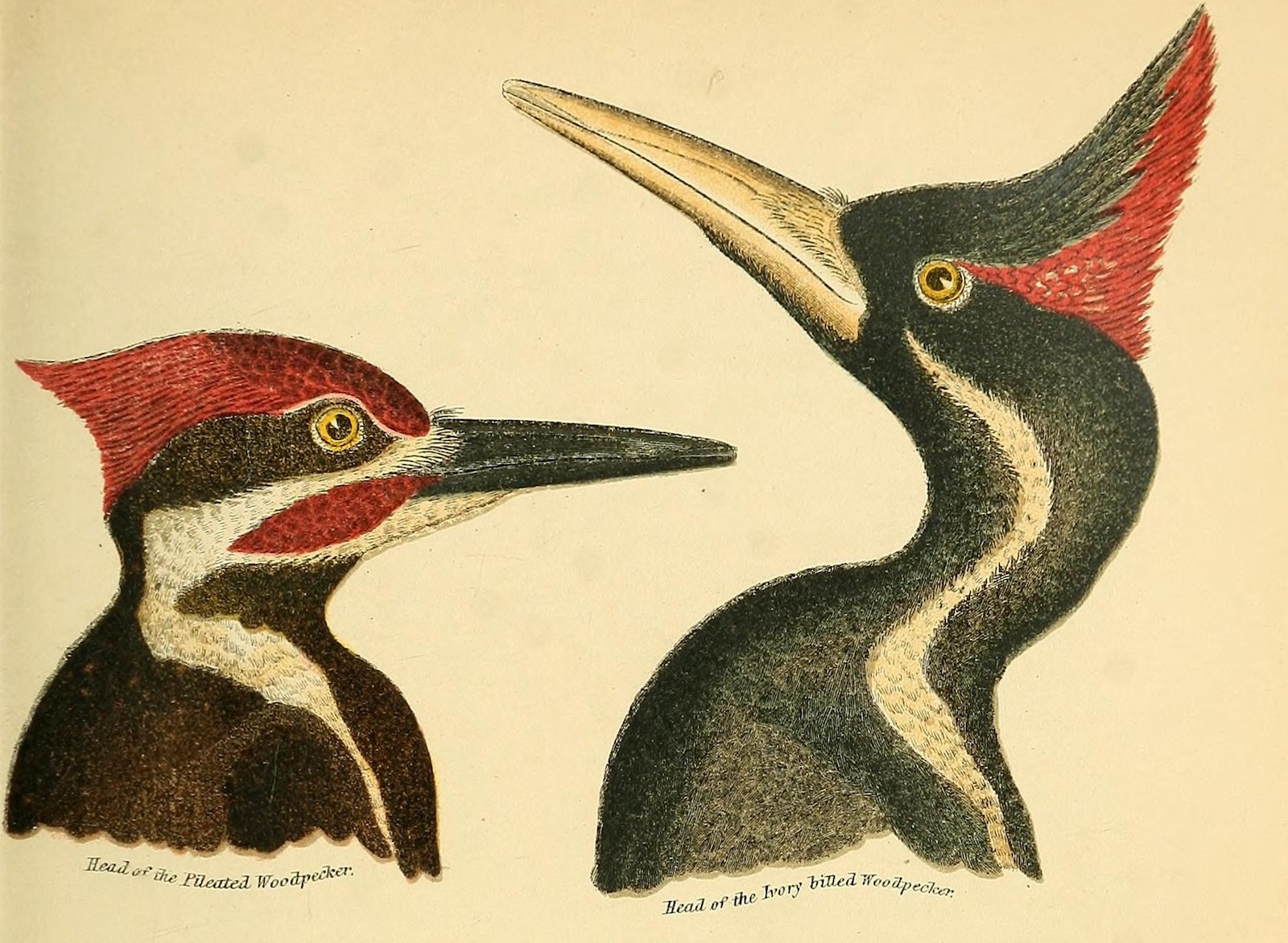 colored illustrations of two bird heads. both birds are red, white, and black, but they have distinctly different features. the bird on the left has a shorter crown of red feathers and a black bill that is shorter. the bird on the right has a much larger beak that is more tan in color. it also has a more pronounced pointed red plumage on its crown