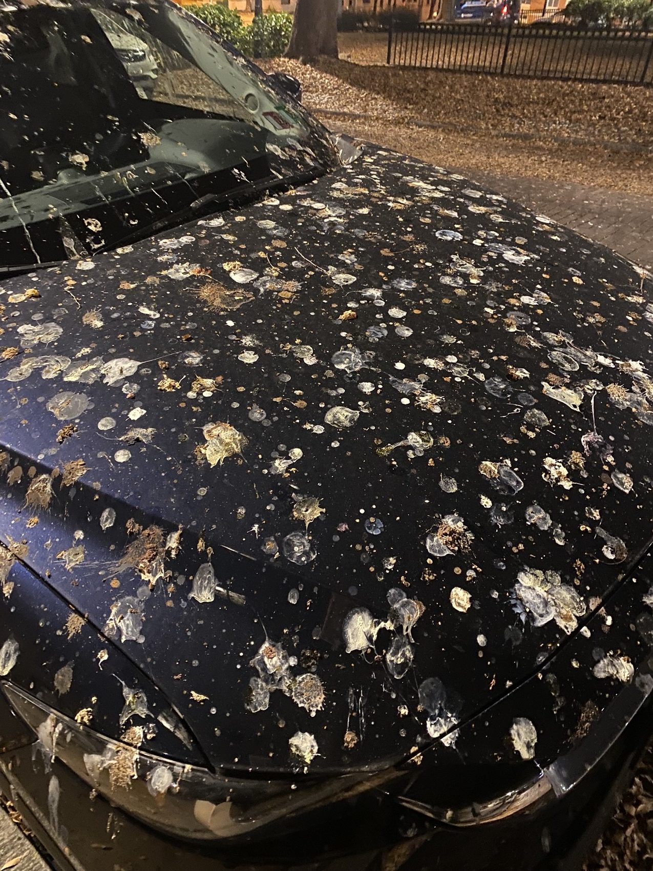 the hood of a black car parked on a street at night. the entire hood is coated in bird poop