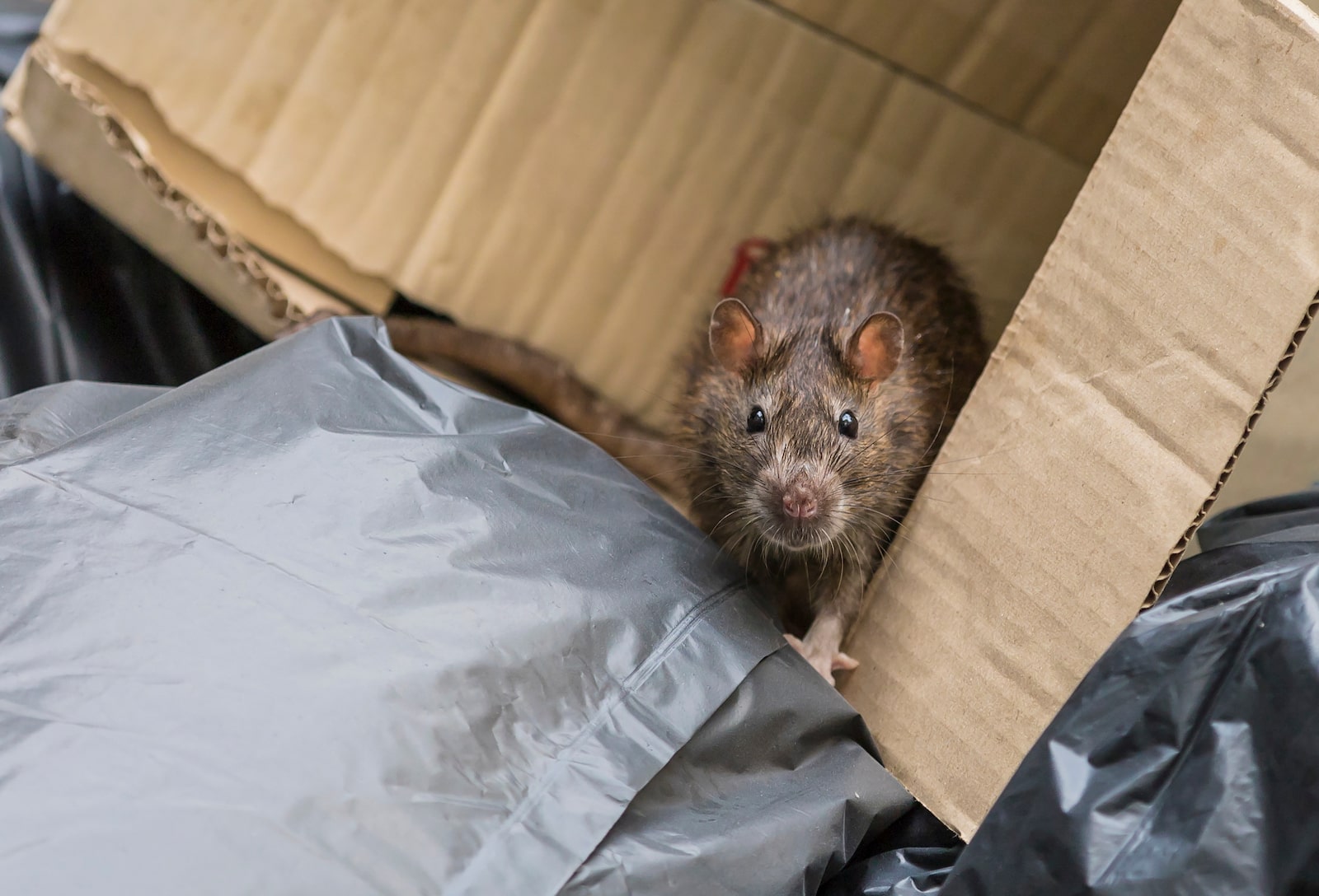 a large brown rat sits in a discarded cardboard box atop trash bags