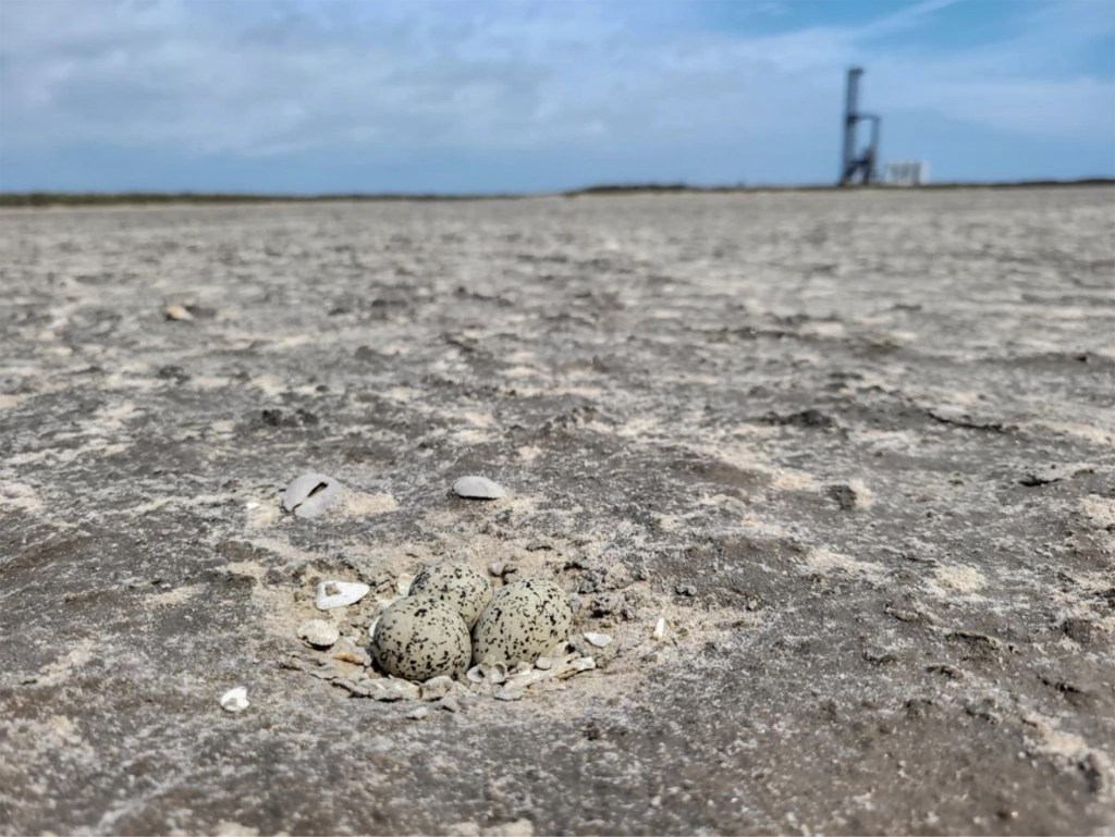 Eggs exposed on the ground with a launch pad in the background