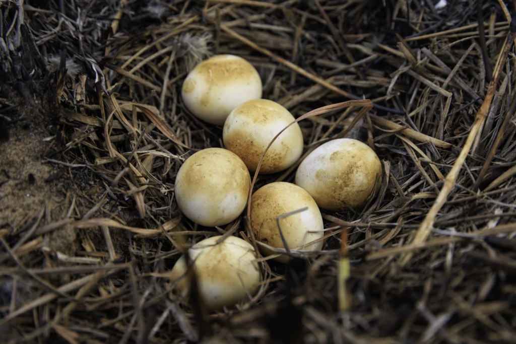 eggs with a brown burnt surface