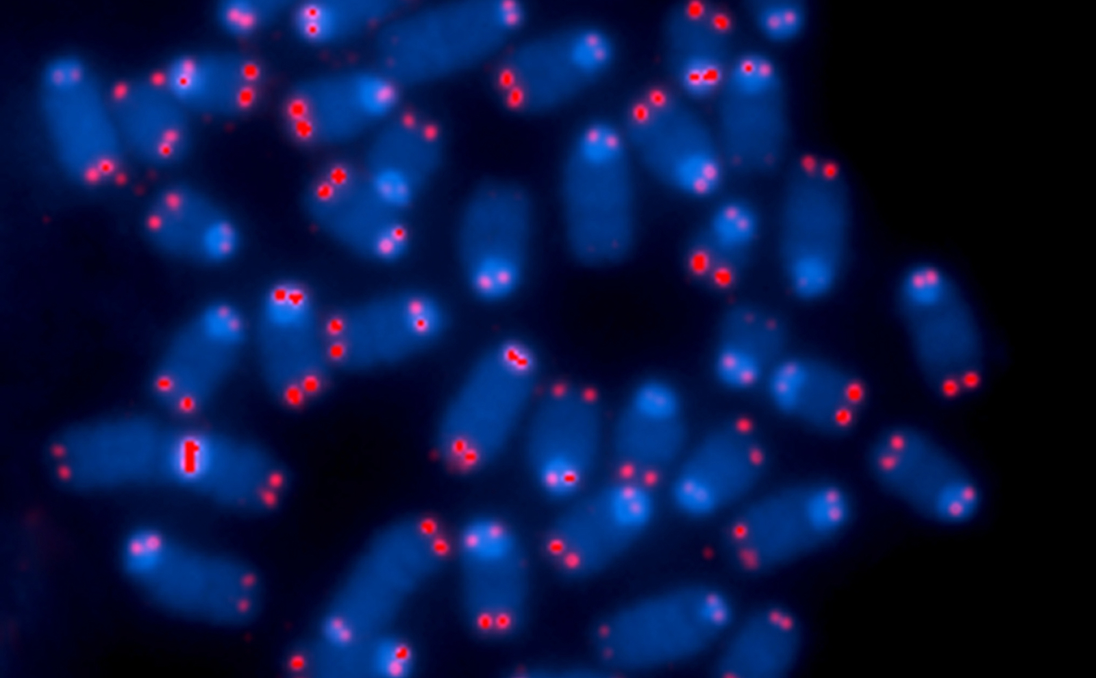 a microscope image of a bunch of glowing blue semi-oval shaped structures that are chromosomes. bright red dots are at the ends of the ovals, indicating telomeres
