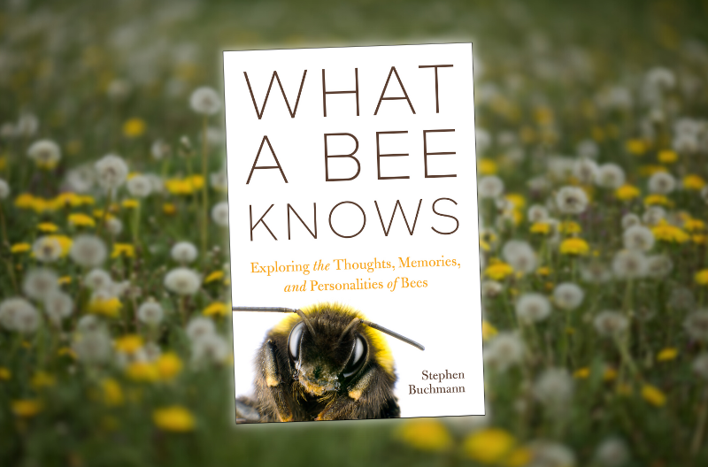 The Fascinating Case For Bees' Feelings - Vimarsana News