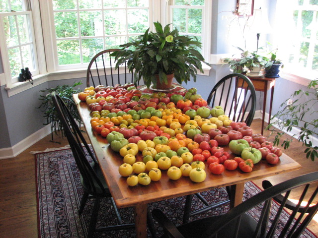 A dining room table absolutely covered in tomatoes, green, yellow, orange, and red. 