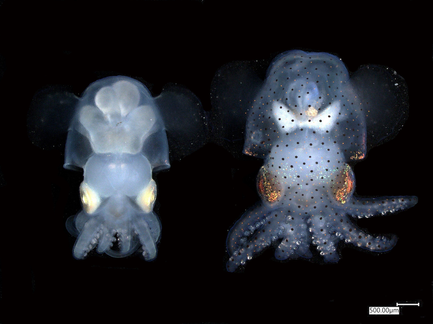 Two tiny see-through squid, seen through radiology imaging technology. 
