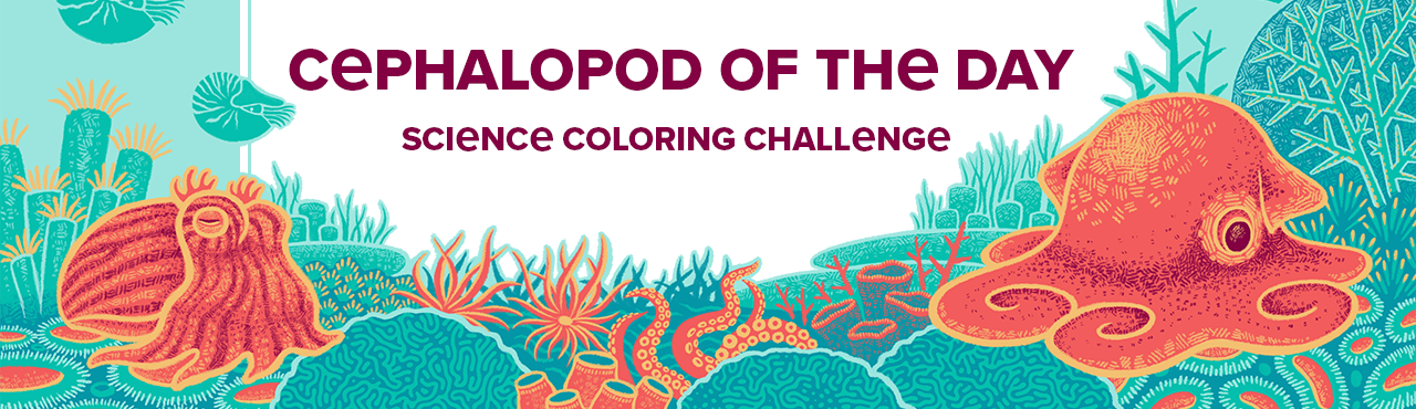 Cephalopod of the day science coloring challenge banner featuring a squid and a flapjack octopus