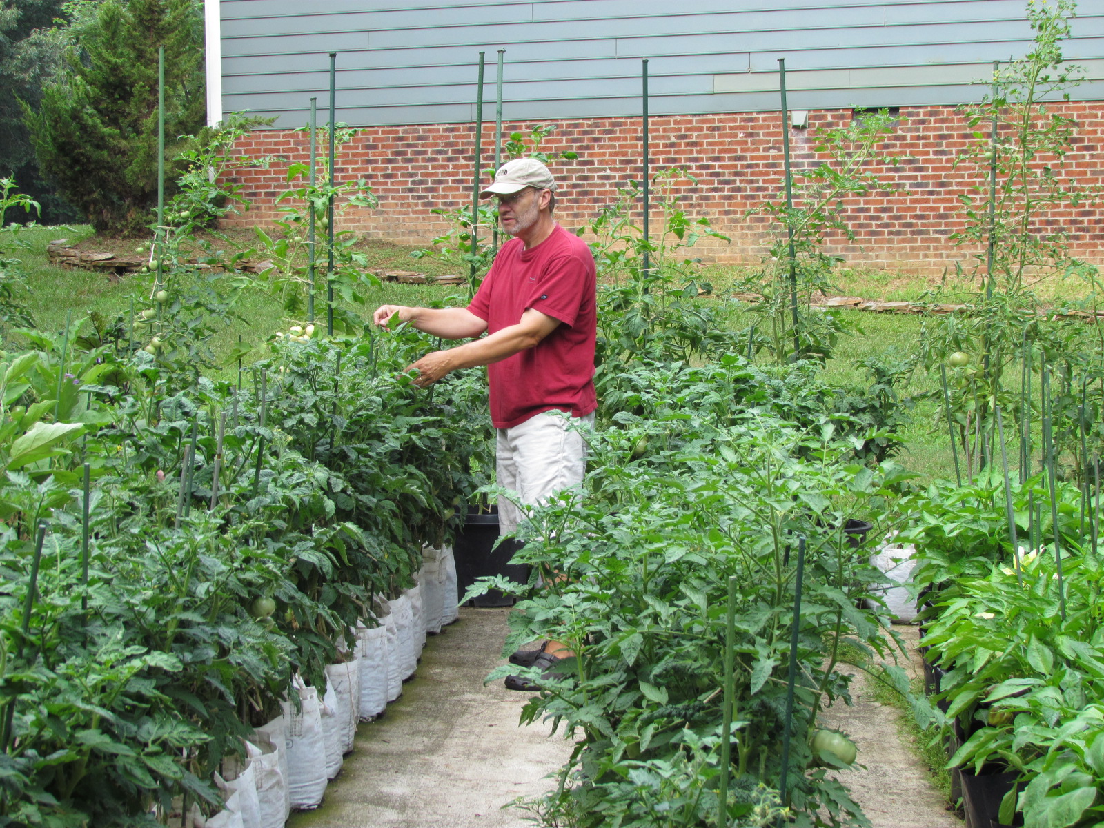 A man tending to rows of tomato plants in a yard