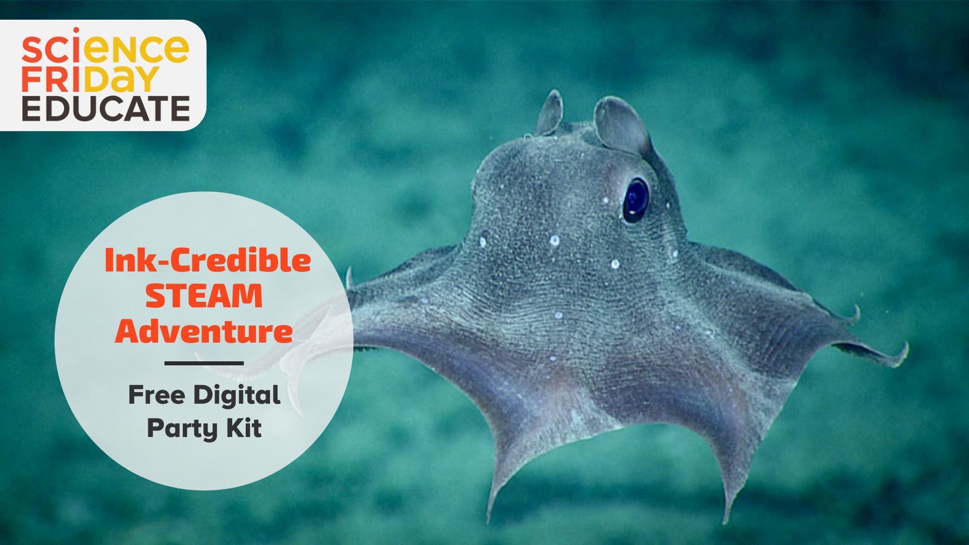 An illustrated ocean background frames a picture of a dumbo octopus.