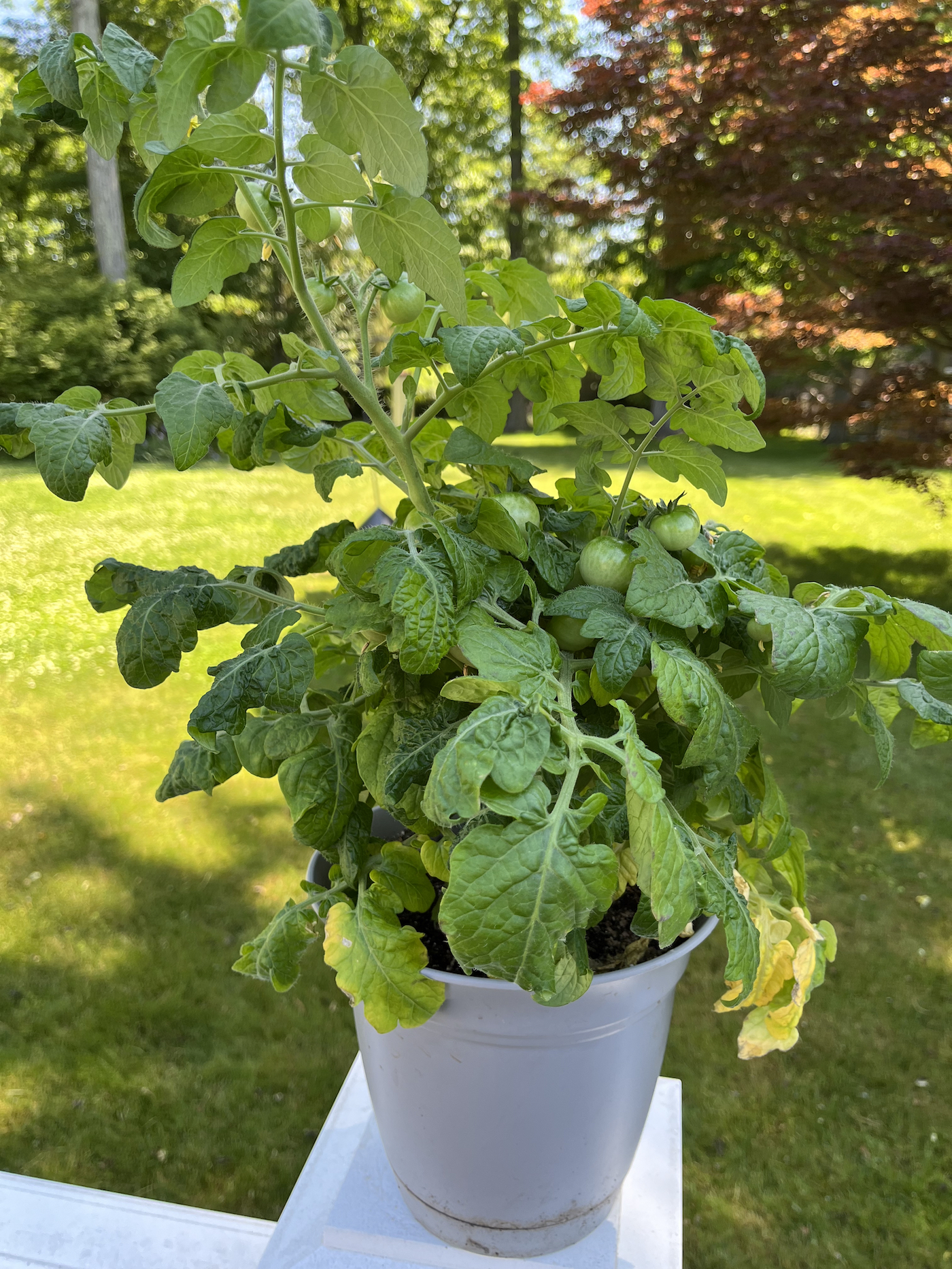 A potted plant covered in lush leaves and green tomatoes.