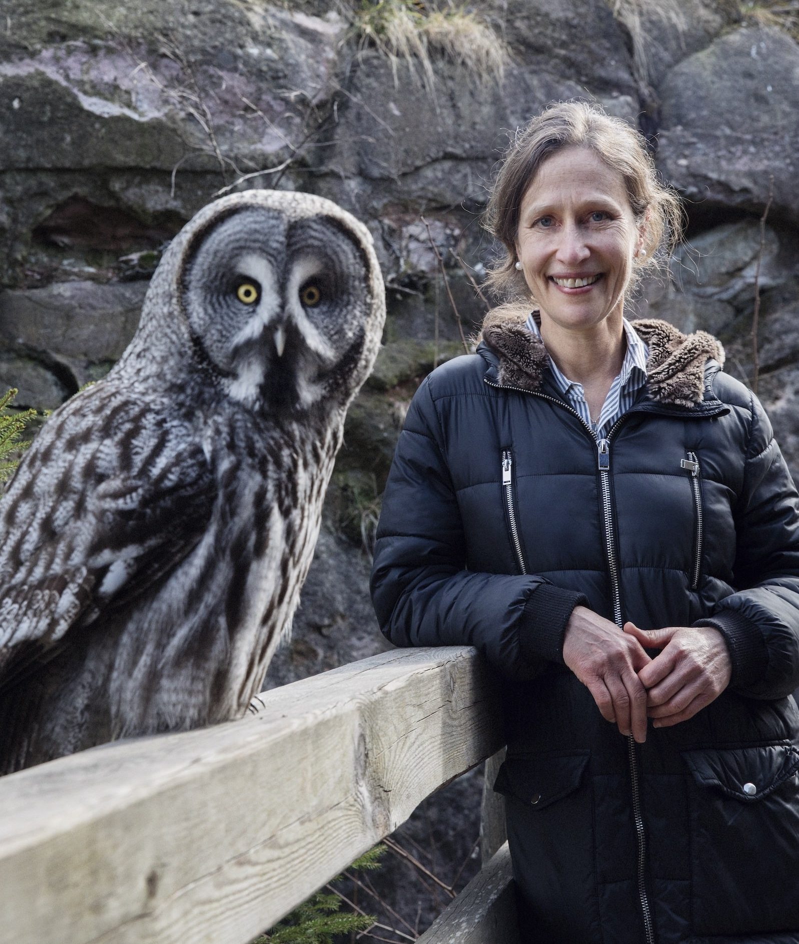 a gorgeous very fully feathered gray owl standing on a wooden fence. to the right a woman in a black puffer jacket smiles