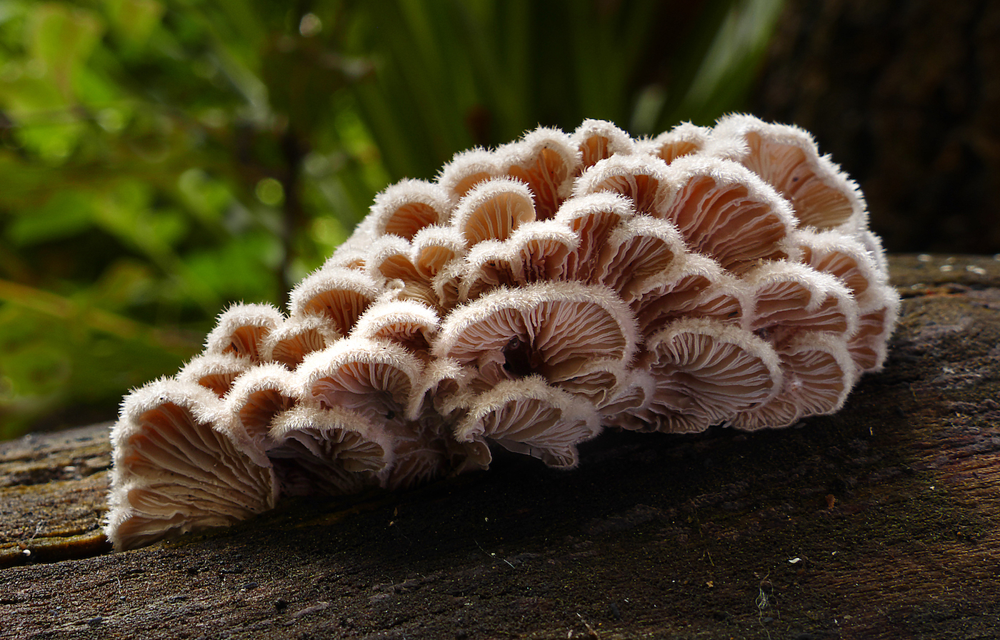 a bunch of fuzzy pink mushrooms on a log.