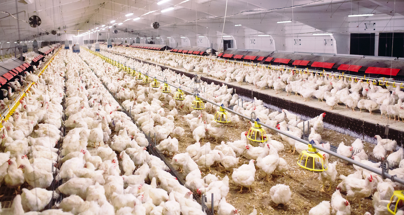 an indoor chicken coop with hundreds of chickens inside