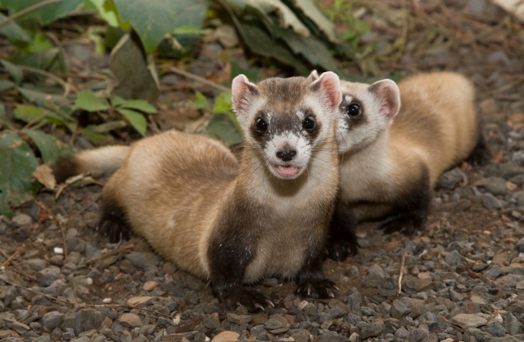 Two little ferrets on the ground with their mouths agape at the camera. 
