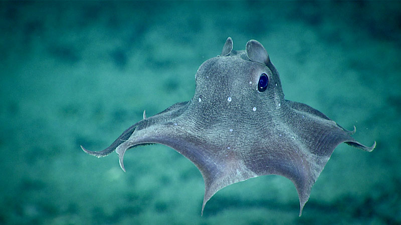 Grab This Free Kit And Celebrate Cephalopods - Vimarsana News