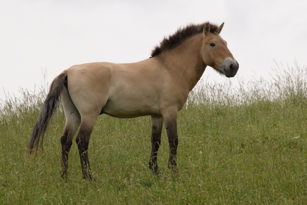 A short, cream-colored stocky horse in a field of tall grass.
