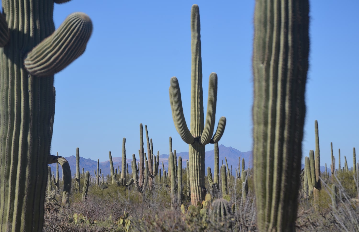 a desert field full of very tall branching cacti 