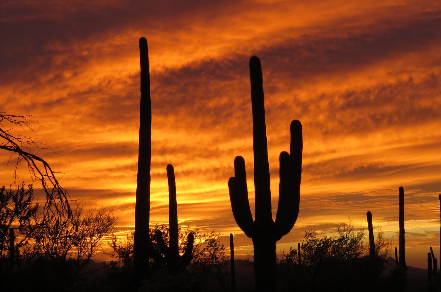 How Do Scientists Monitor Saguaro Cacti? - Vimarsana News