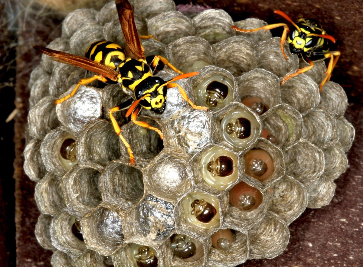 Two wasps sit on a paper nest. Several pupae are shown in their hexagonal cells. 