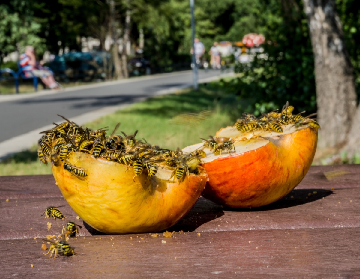 Many wasps crowd onto a cut apple placed far away from people.