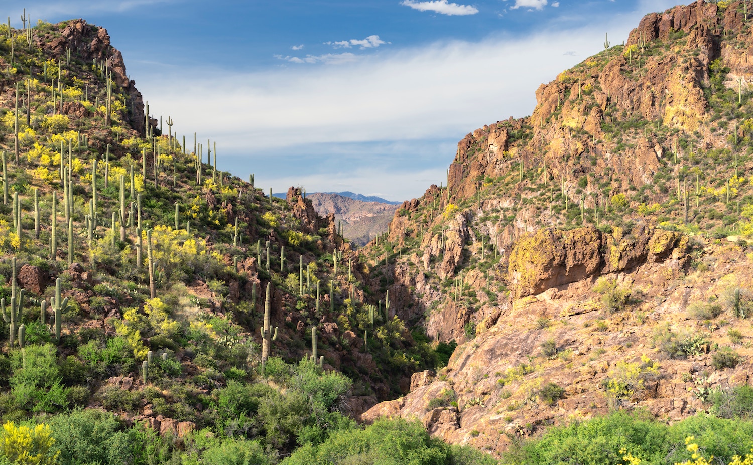 a rocky desert landscape filled with shrubs and tall cactic