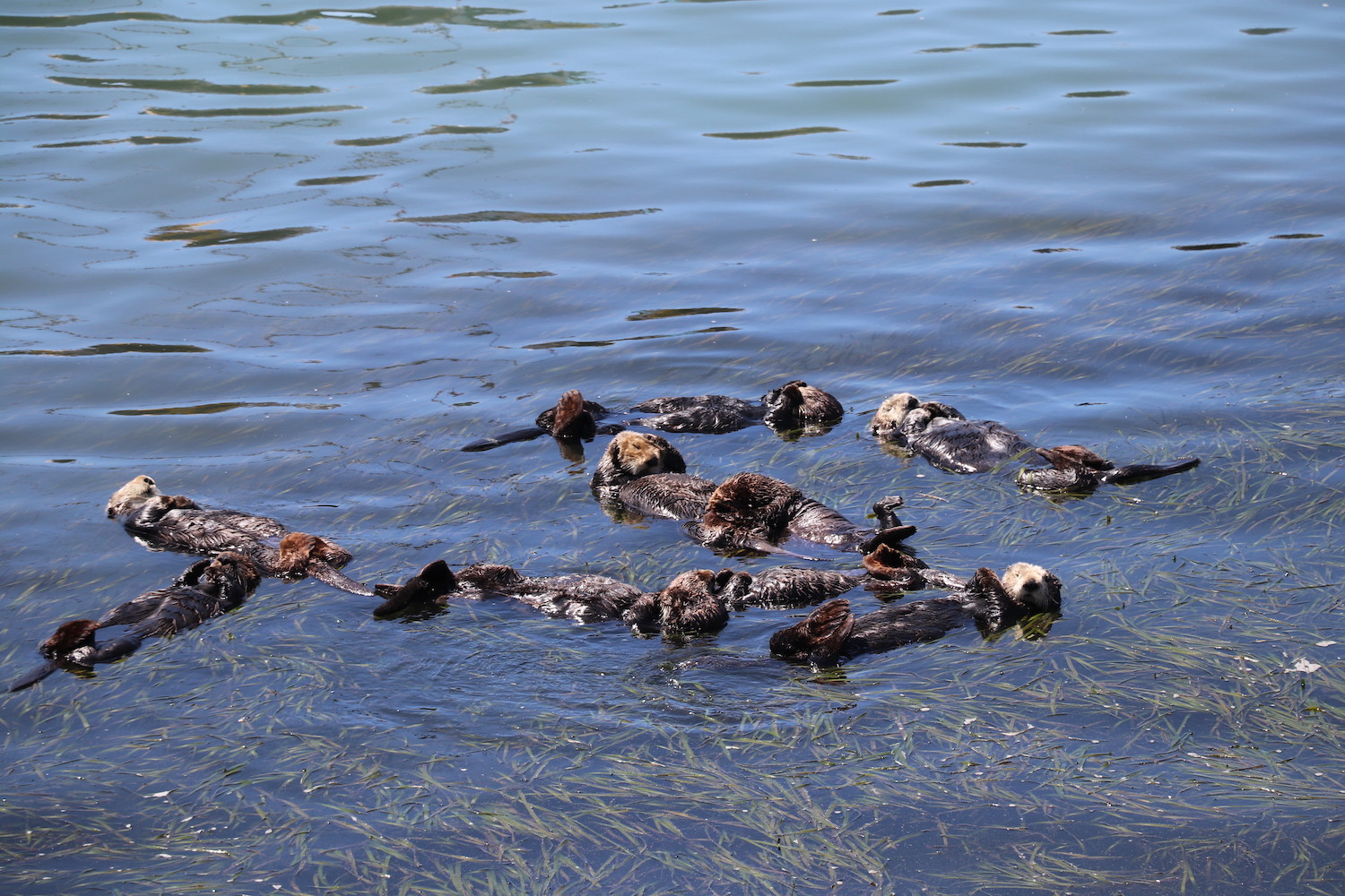 a group of sea otters on their backs floating in the ocean over some sea gass