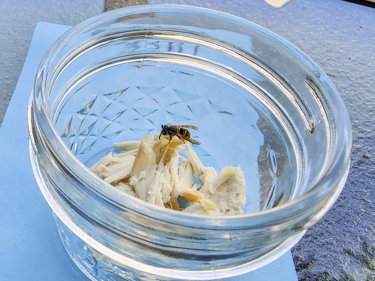 What Foods Do Wasps Love? What Foods Do Wasps Hate? - Vimarsana News
