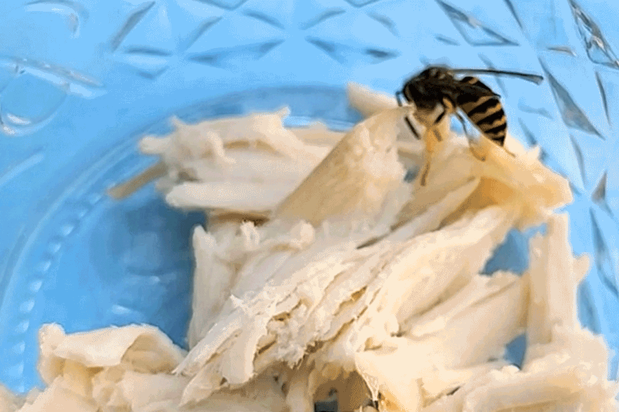 An animated gif of a yellow jacket cutting away a small piece of turkey from a larger hunk.