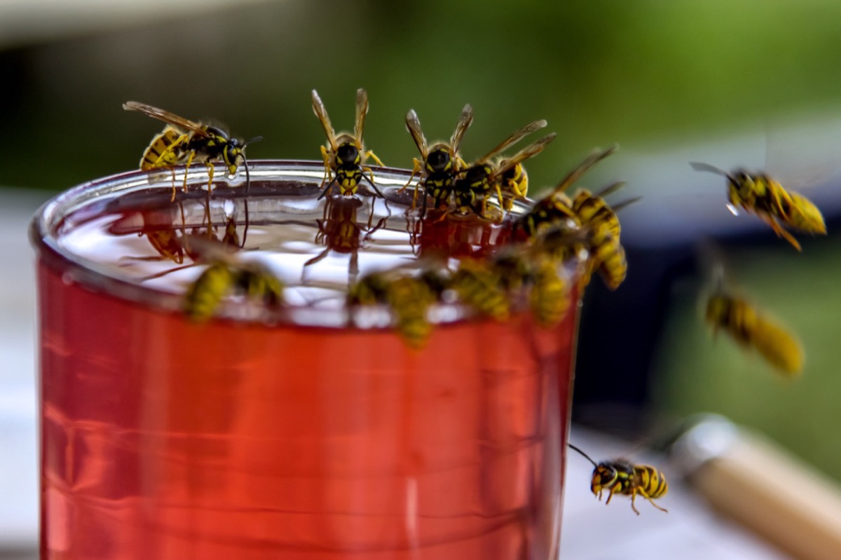 Picture of about a dozen wasps on the edge of a cup filled with red juice.