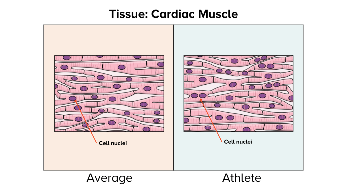 An illustration shows average cardiac muscle cells with single nuclei on the left and athletic cardiac muscle cells with multiple nuclei on the right.