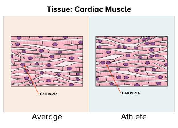 An illustration shows average cardiac muscle cells with single nuclei on the left and athletic cardiac muscle cells with multiple nuclei on the right.