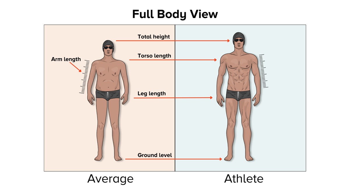 An illustration shows an average person's body on the left and an athlete's body on the right. The body on the right is slimmer and more muscular. Also, the arms and torso are longer. The person is taller.