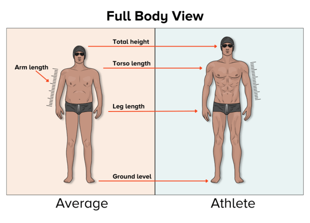 An illustration shows an average person's body on the left and an athlete's body on the right. The body on the right is slimmer and more muscular. Also, the arms and torso are longer. The person is taller.