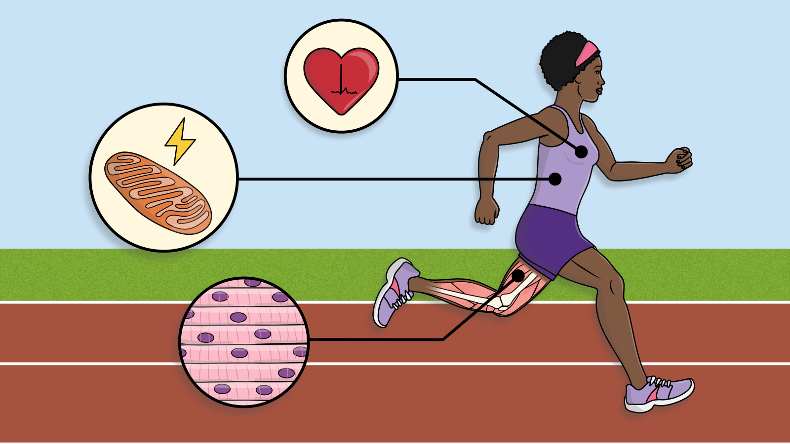 An illustration shows a woman running. Pullouts marks cells, tissues, and organs related to her exercise.