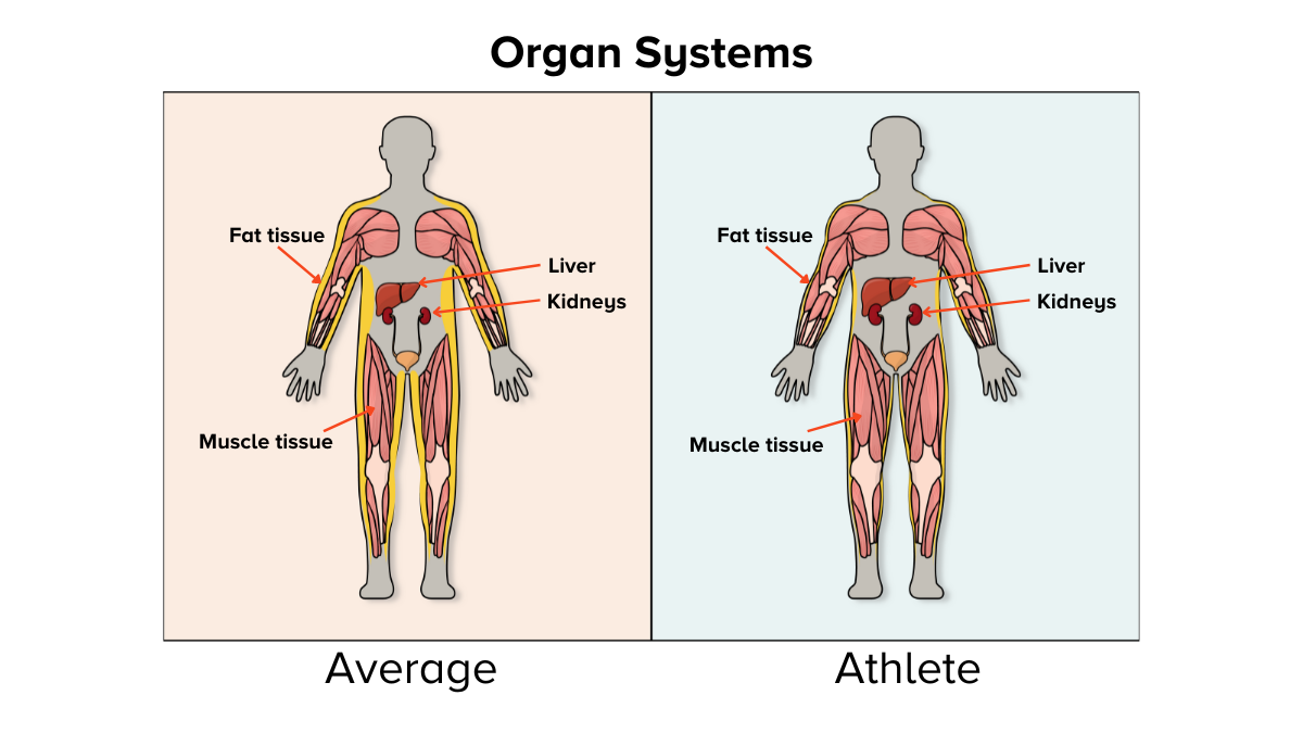 An illustration shows an average person's internal organ systems on the left and an athlete's internal organ systems on the right. The system on the right has less fat, more muscle, and larger kidneys and liver.