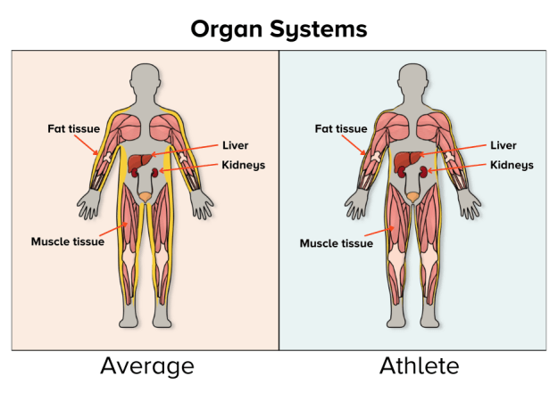 An illustration shows an average person's internal organ systems on the left and an athlete's internal organ systems on the right. The system on the right has less fat, more muscle, and larger kidneys and liver.