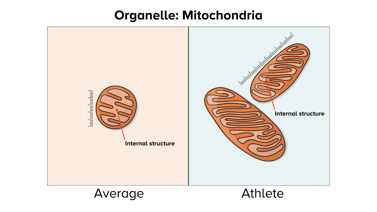 An illustration shows a single average, small mitochondria on the left and an athlete's multiple, larger mitochondria on the right. The organelles on the right also have more dense folding internally.