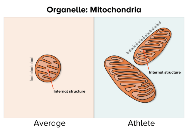 An illustration shows a single average, small mitochondria on the left and an athlete's multiple, larger mitochondria on the right. The organelles on the right also have more dense folding internally.