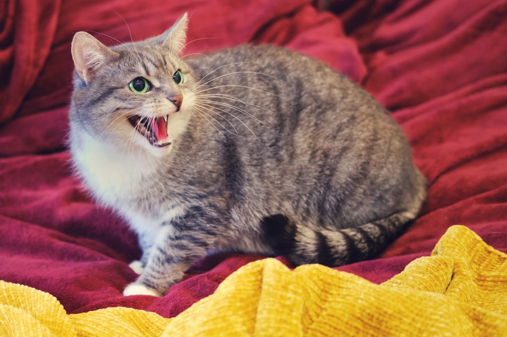 Angry cat on red bed hissing and showing teeth