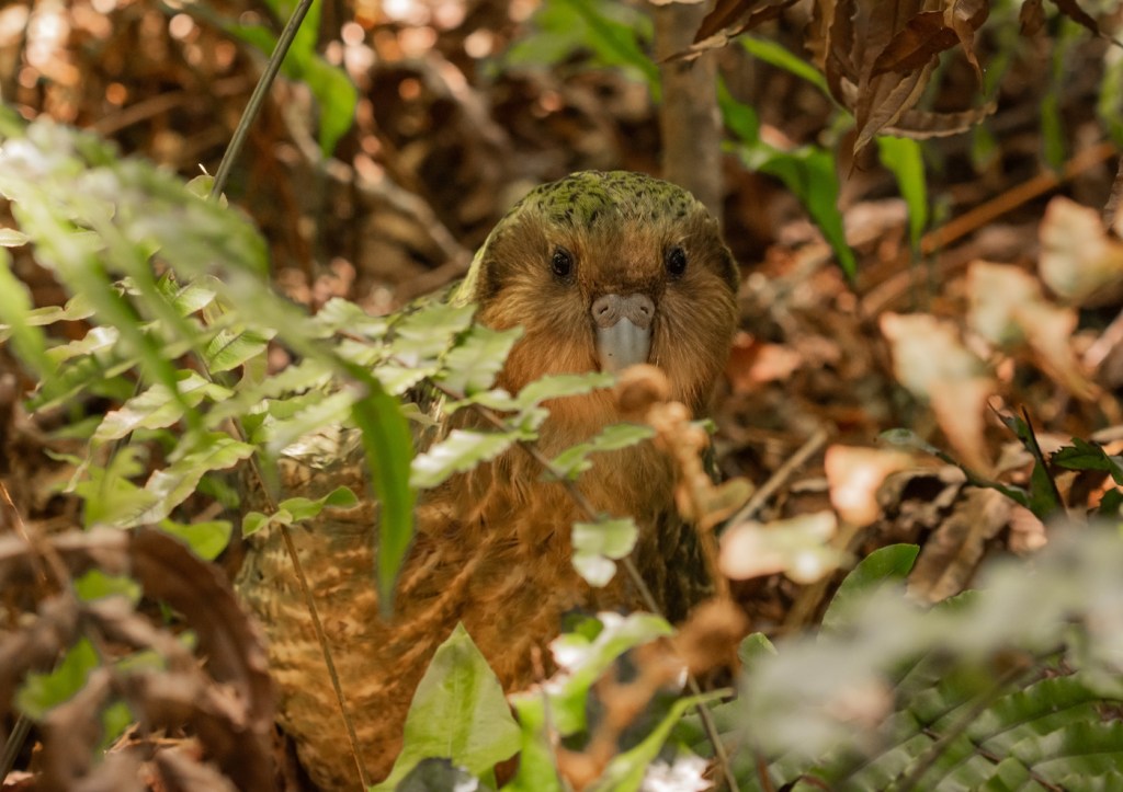 Wild endemic flightless Kakapo parrot in New Zealand