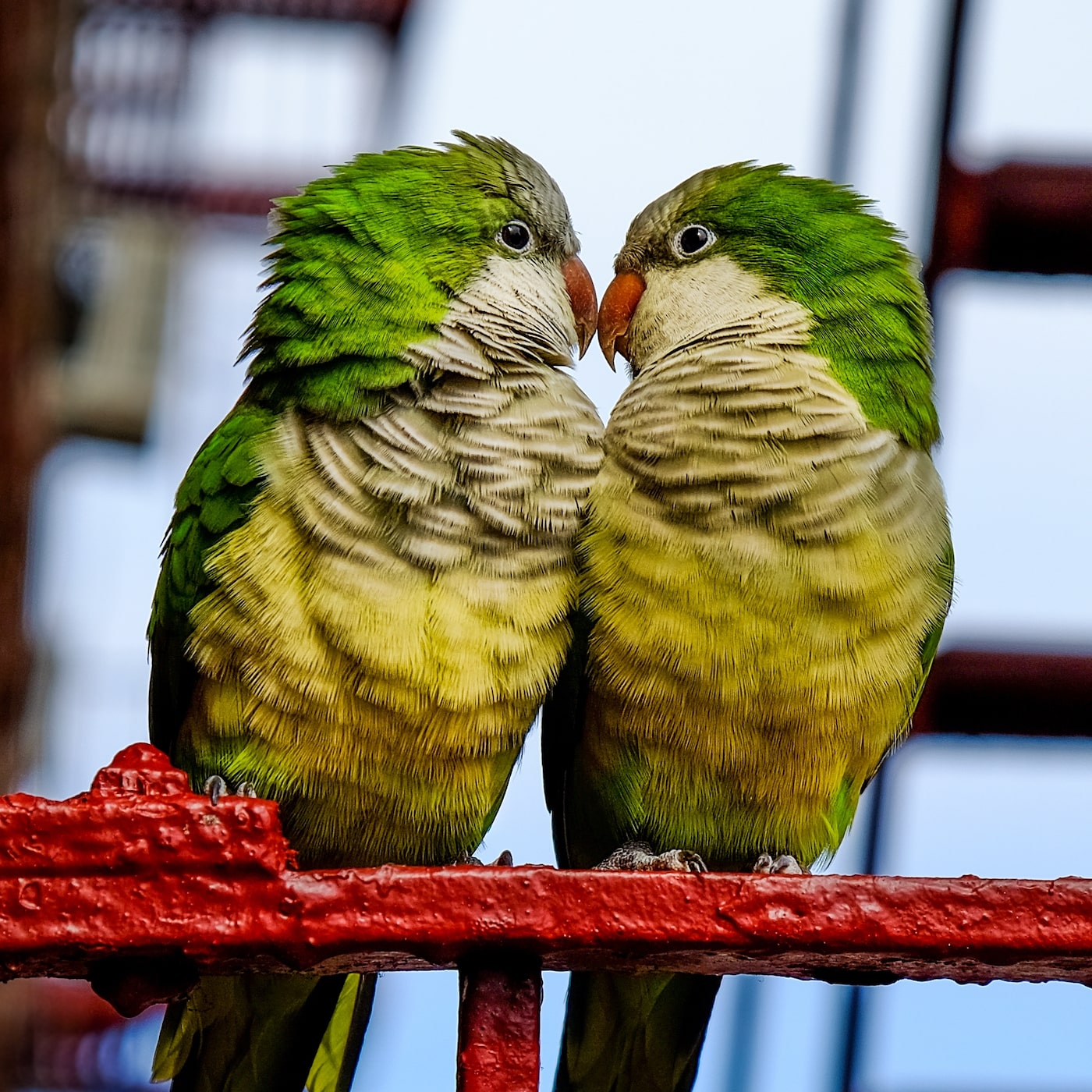two green and yellow parrots touch their beaks together perched on a red railing