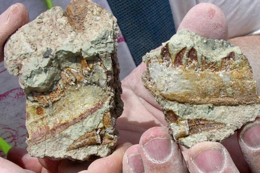 A pair of hands hold rocks that contain a brown silhouette of a toothy jaw.