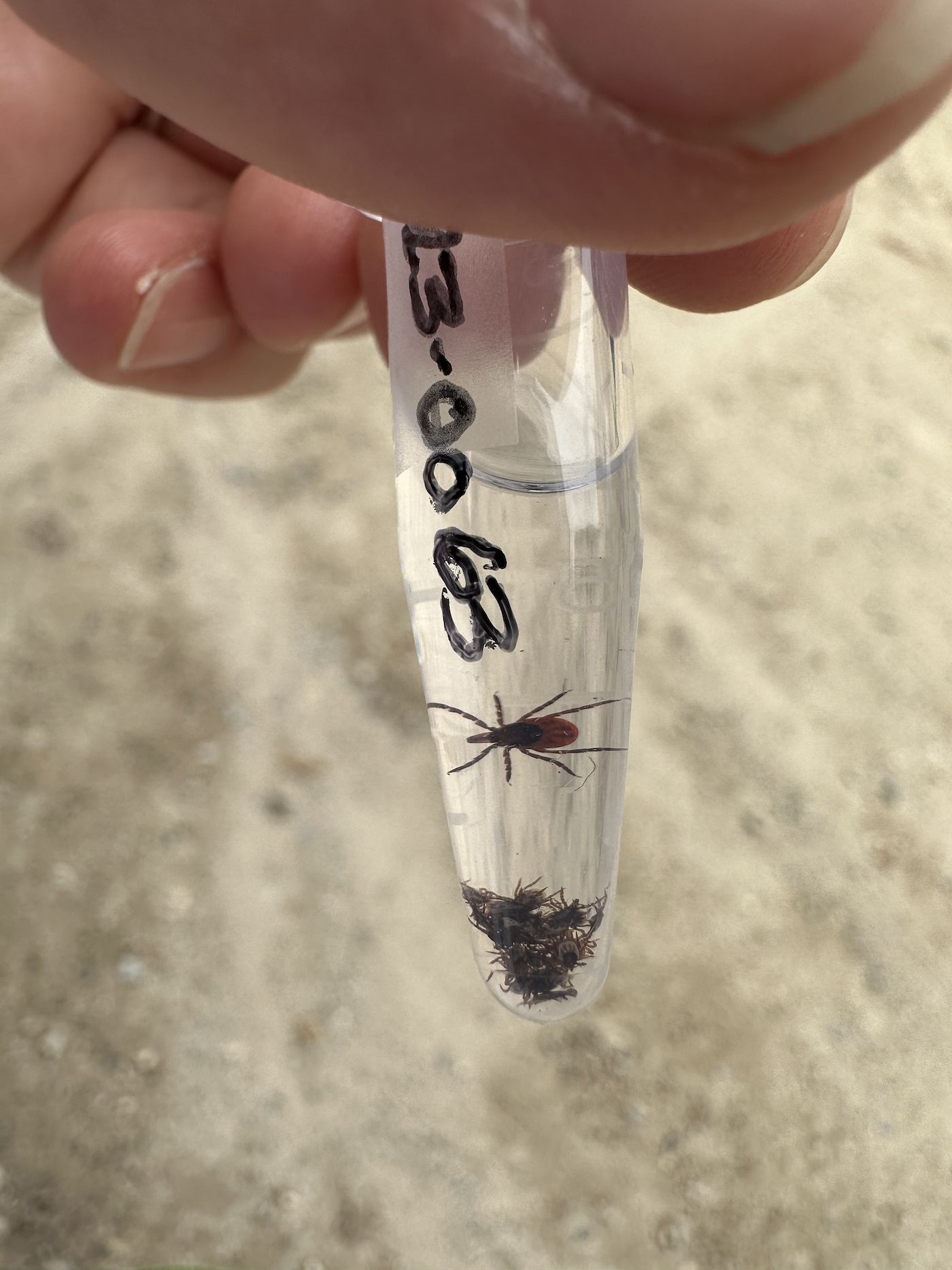 A small tube filled with a clear liquid holds one large tick, floating near the top, and a whole bunch of smaller ticks at the bottom. 