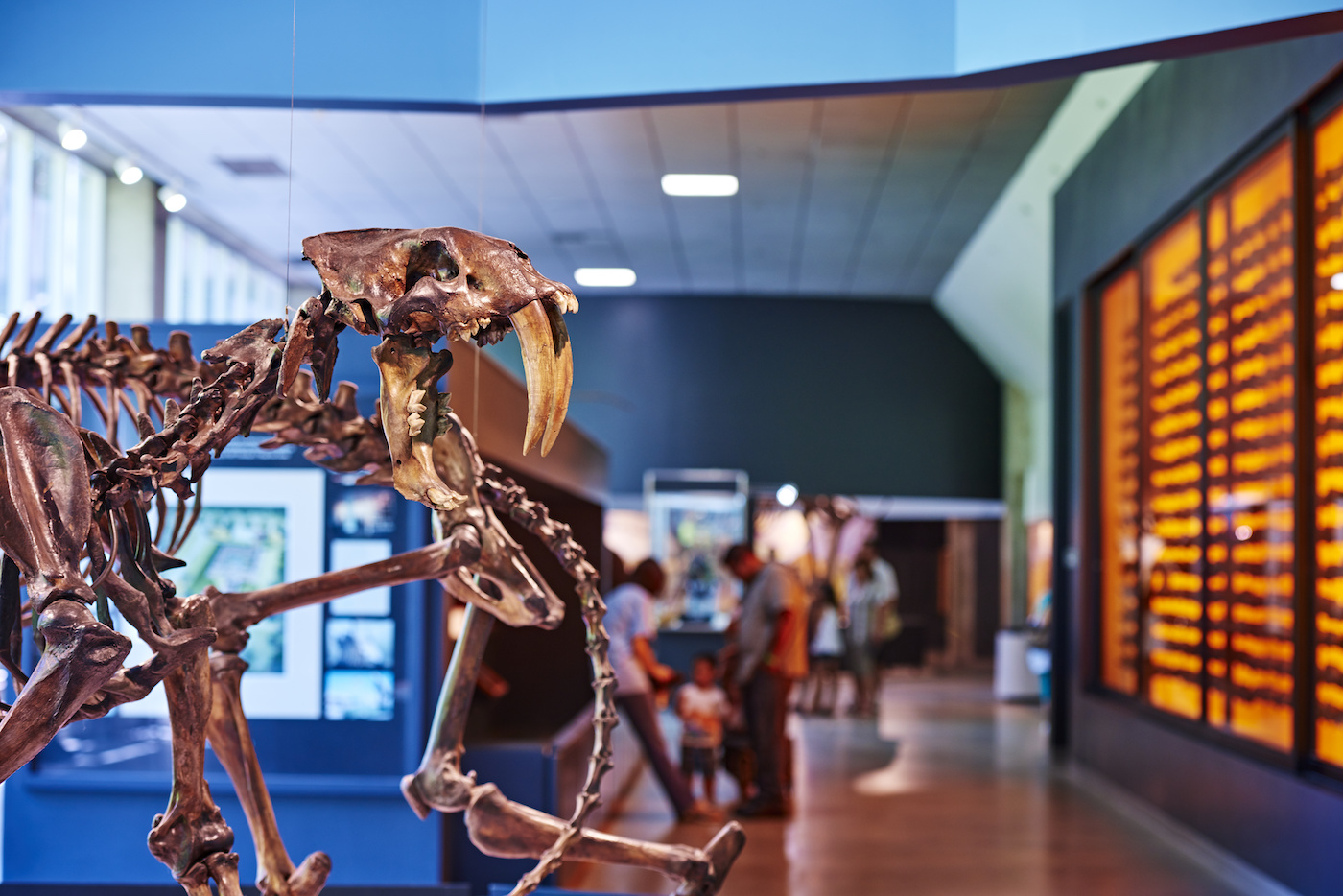 A fossilized skeleton of an animal with huge front teeth stands in a hallway with other skeletons.