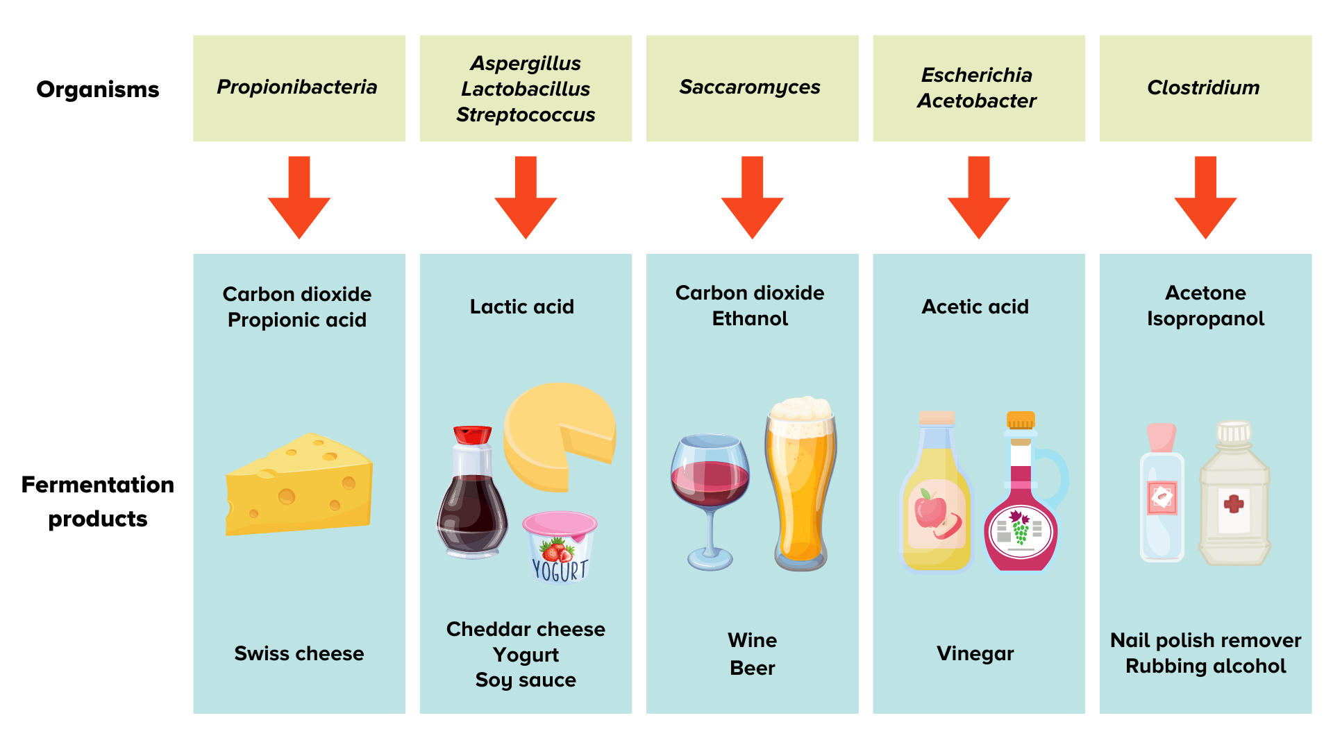 A table shows a flow from organisms such as Lactobacillus, aspergillus, and streptococcus to the fermentation product such as lactic acid shown with images of cheddar cheese, yogurt and soy sauce.
