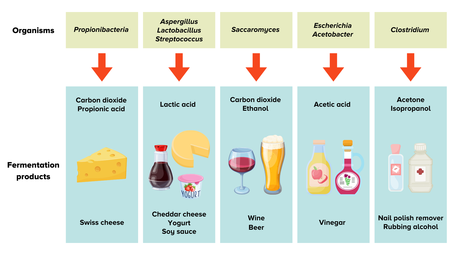 Stinky And Delicious: Why Fermentation Makes Great Food