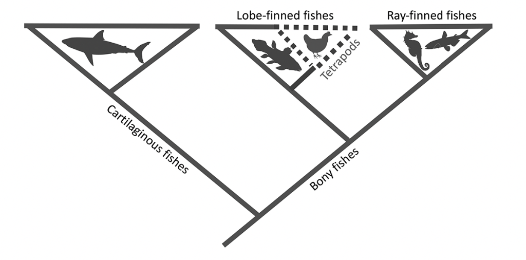 A chart splitting off in two directions, one leading to bony fishes, and one to cartilaginous fishes. The bony fishes side splits again to lobe-finned fishes and ray-finned fishes. 