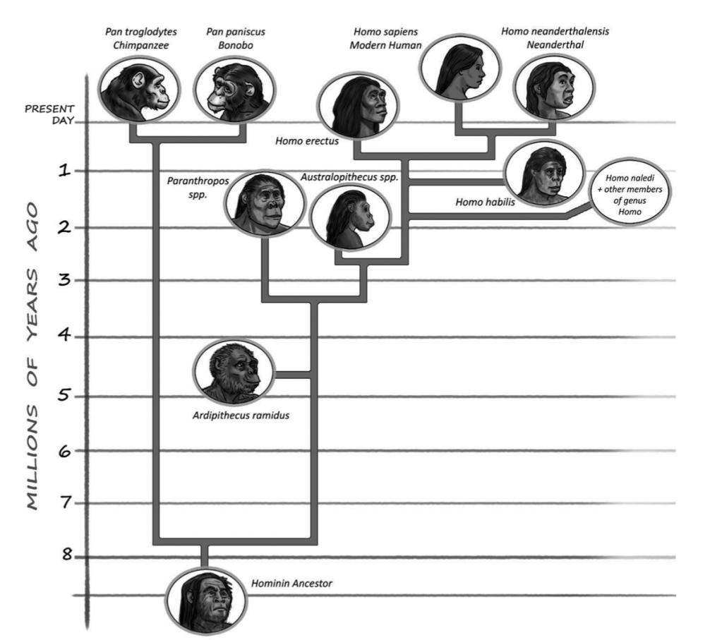 An evolutionary tree depicting the evolution of humans from our hominin ancestors
