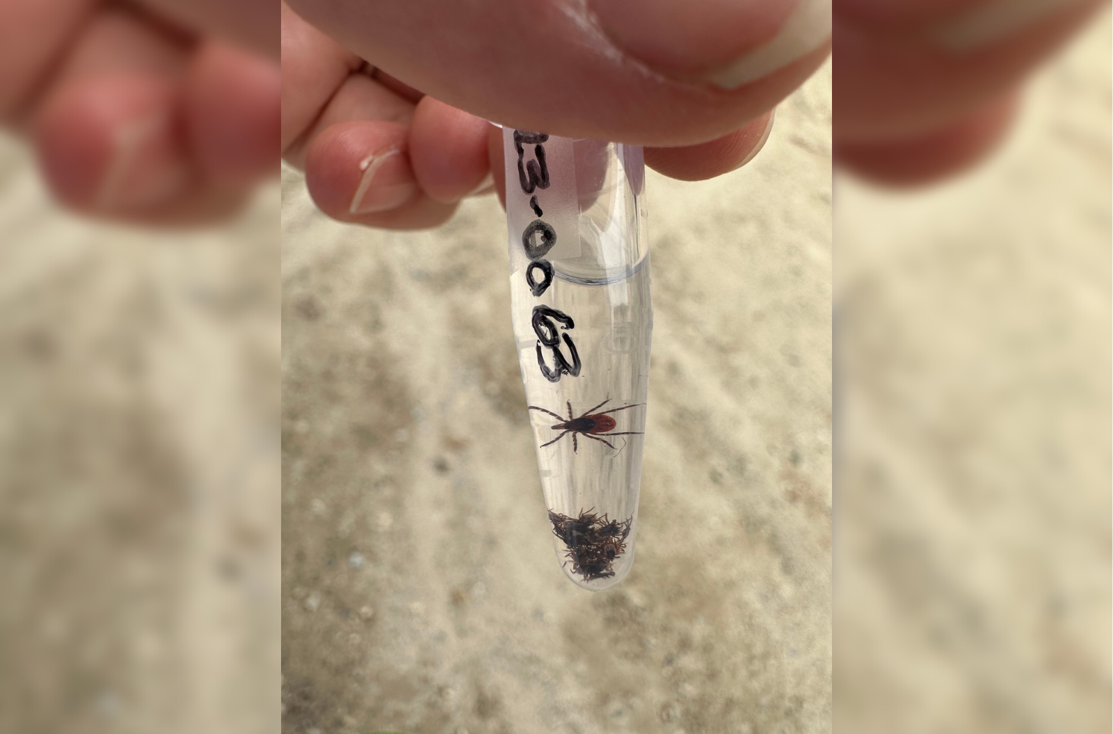 Your Tick Bite Can Help Scientists Map The Spread Of Disease - Vimarsana News