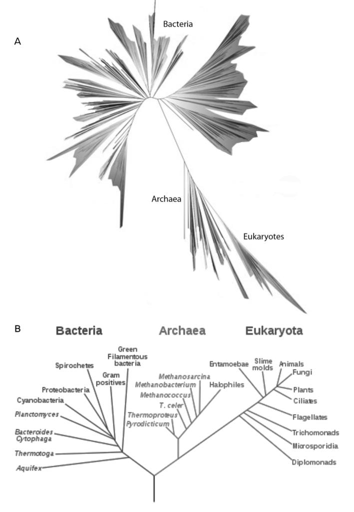 Two diagrams with lines that spread out like tree branches-- one is way less labeled and detailed than the other.